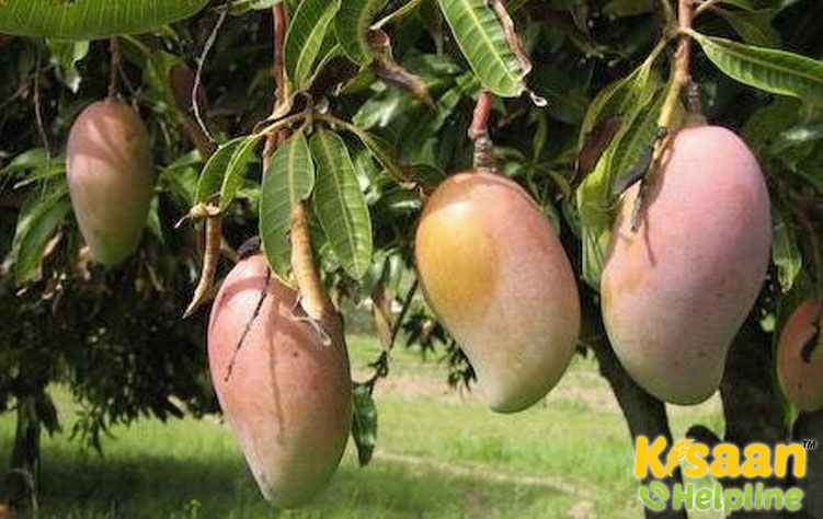 Mallika (मल्लिका)